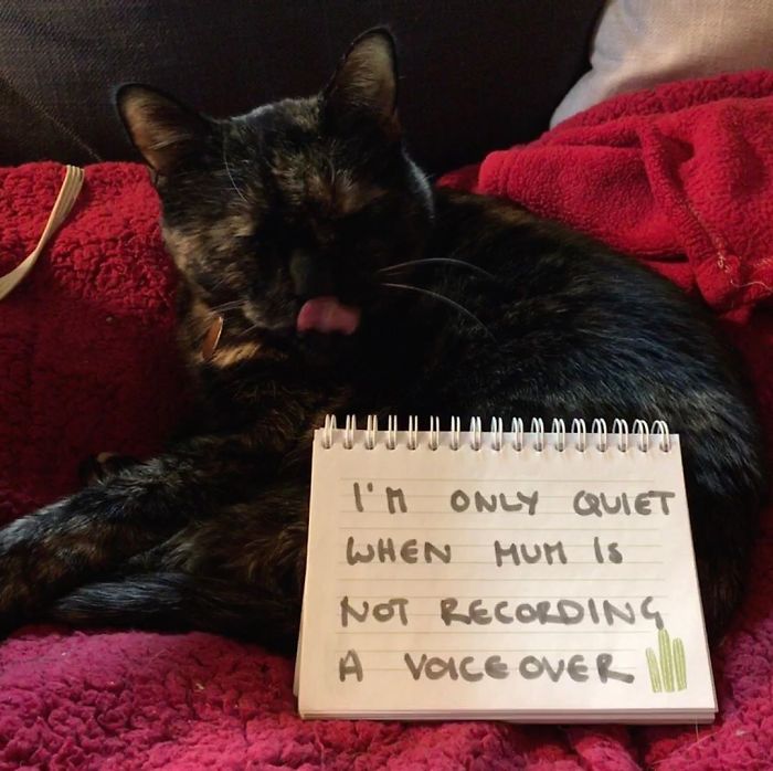 Cat Shaming