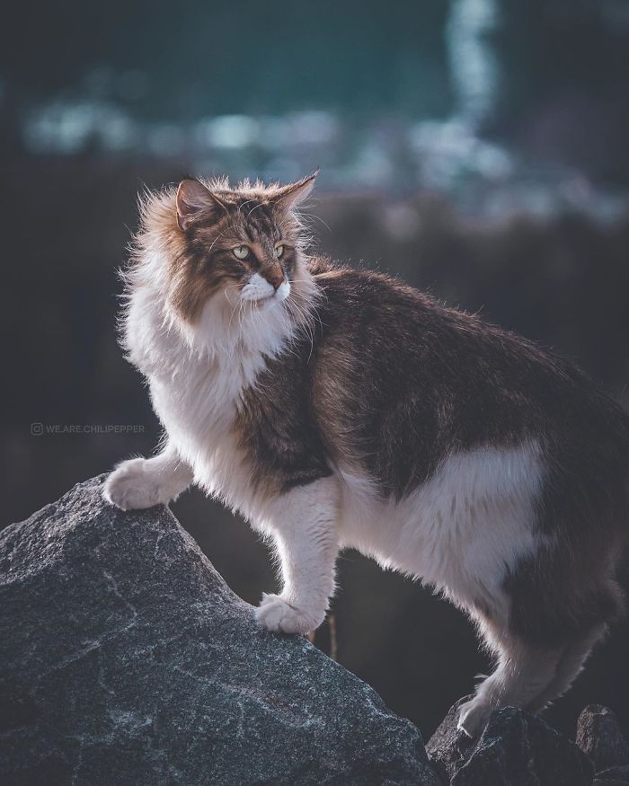 Owners Let Their Norwegian Forest Cat Roam Freely Outside, And He Looks Majestic (32 Pics) Owners Let Their Norwegian Forest Cat Roam Freely Outside, And He Looks Majestic (32 Pics)