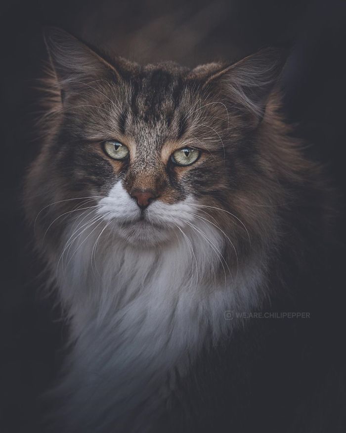 Owners Let Their Norwegian Forest Cat Roam Freely Outside, And He Looks Majestic (32 Pics) Owners Let Their Norwegian Forest Cat Roam Freely Outside, And He Looks Majestic (32 Pics)