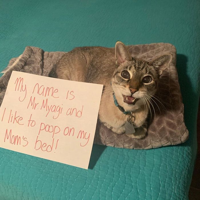 Cat Shaming Post. I Love You You Old Fart