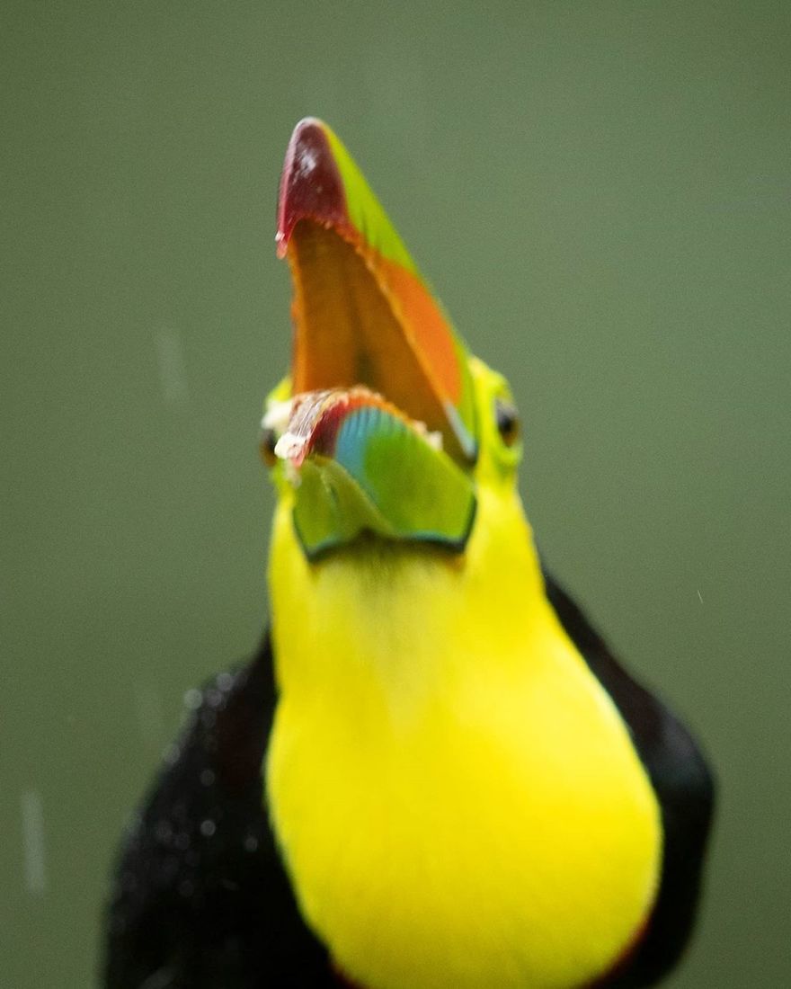 Keel-Billed Toucan