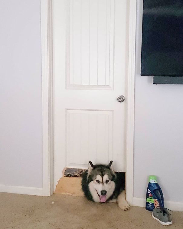 Hand Made Doggy Door