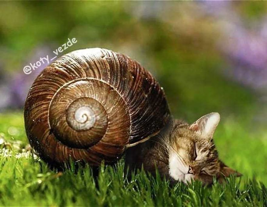 Funny-Animals-Photoshopped-Cats-Koty-Vezde