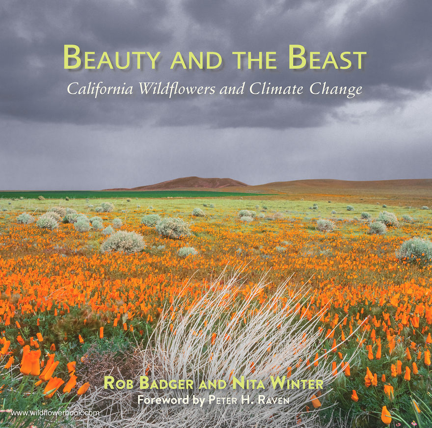 Here Are Our 28 Favorite Pics From Our Book About Wildflower Fields In California And Elsewhere