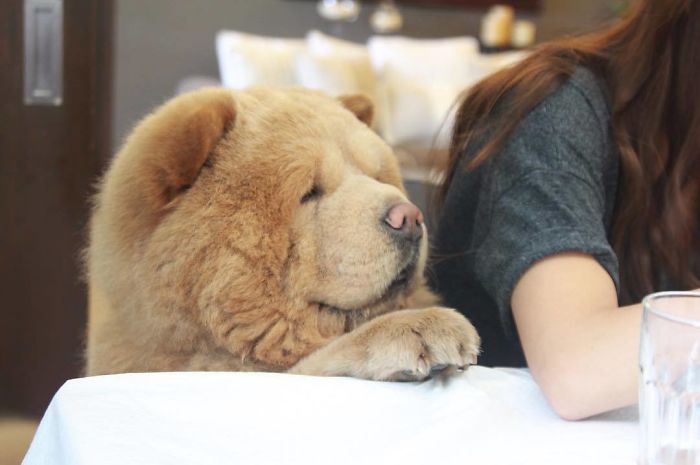 People Do Not Know How To Deal With The Dog "Teddy Bear" That Already Has 430 Thousand Followers