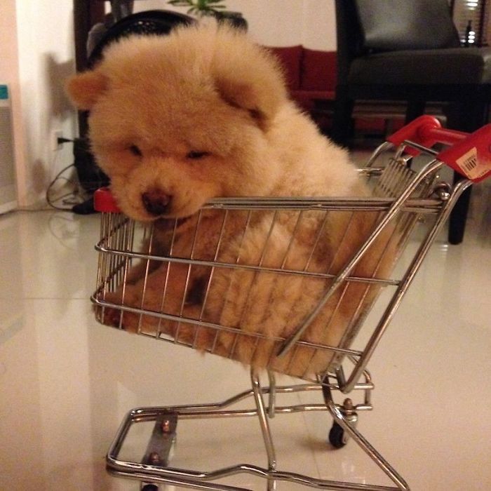 People Do Not Know How To Deal With The Dog "Teddy Bear" That Already Has 430 Thousand Followers