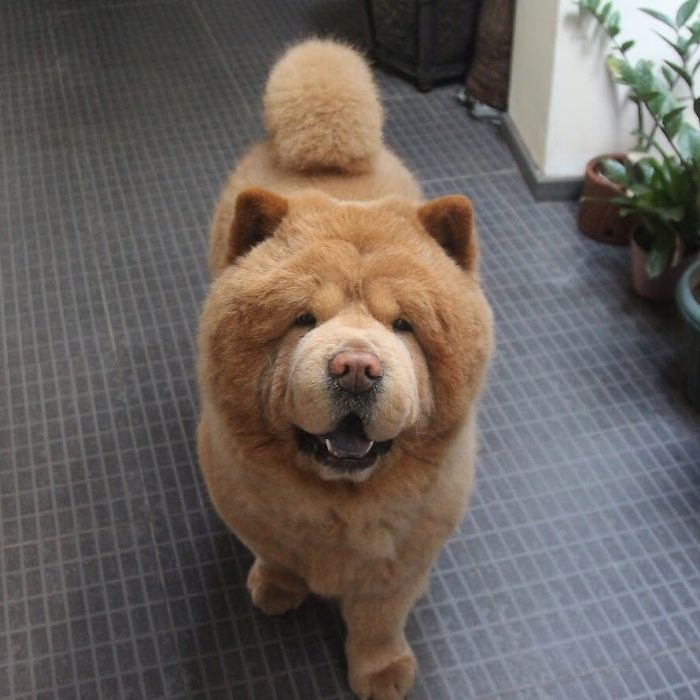 People Do Not Know How To Deal With The Dog "Teddy Bear" That Already Has 430 Thousand Followers