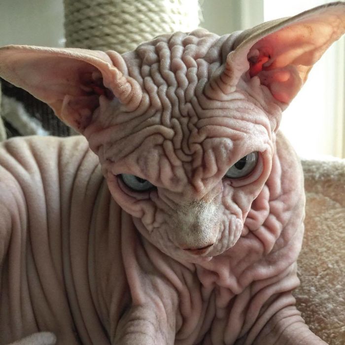 Hairless, Sinister-Looking Cat May Be Named The Scariest Feline In The World