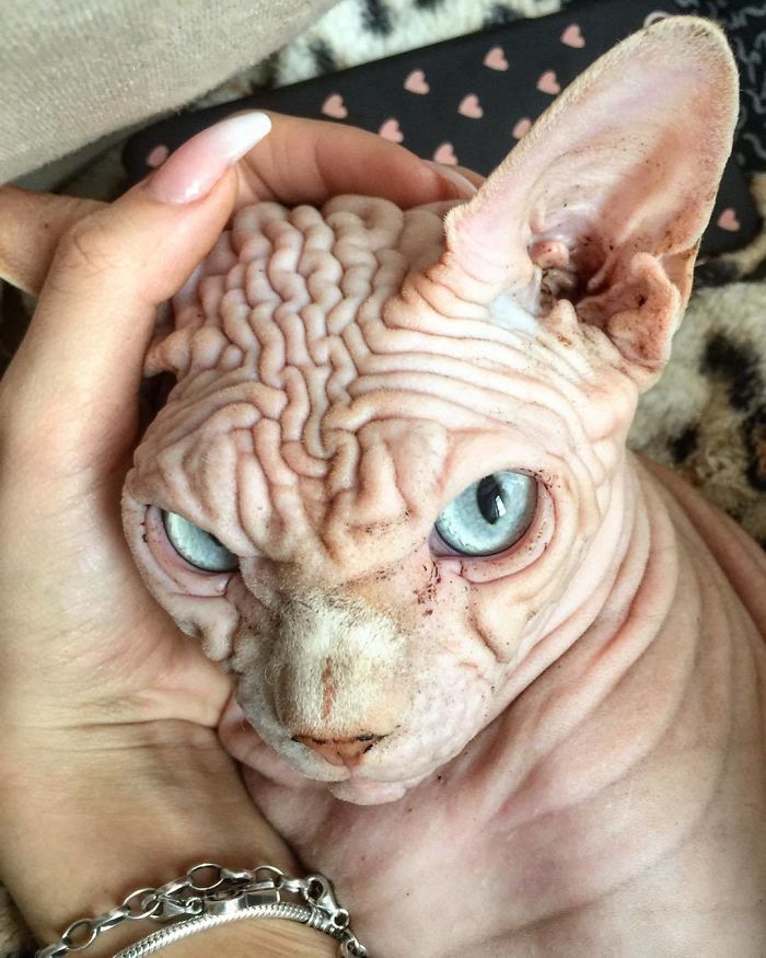 Hairless, Sinister-Looking Cat May Be Named The Scariest Feline In The World