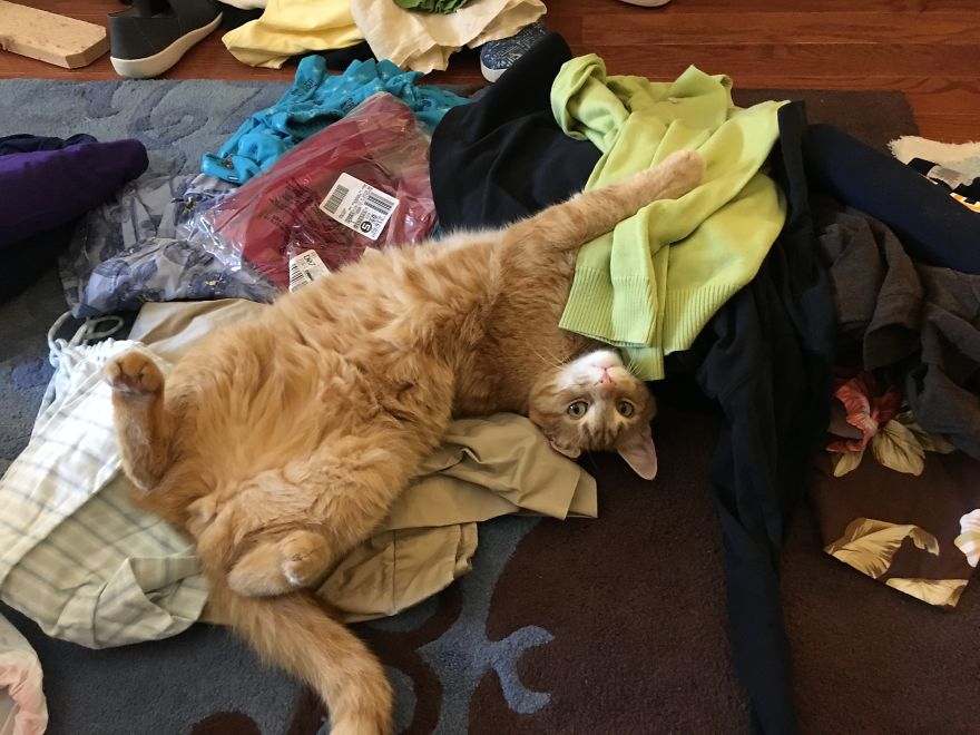 Barney's Tips For Surviving A Quarantine Or Be More Like A Cat...