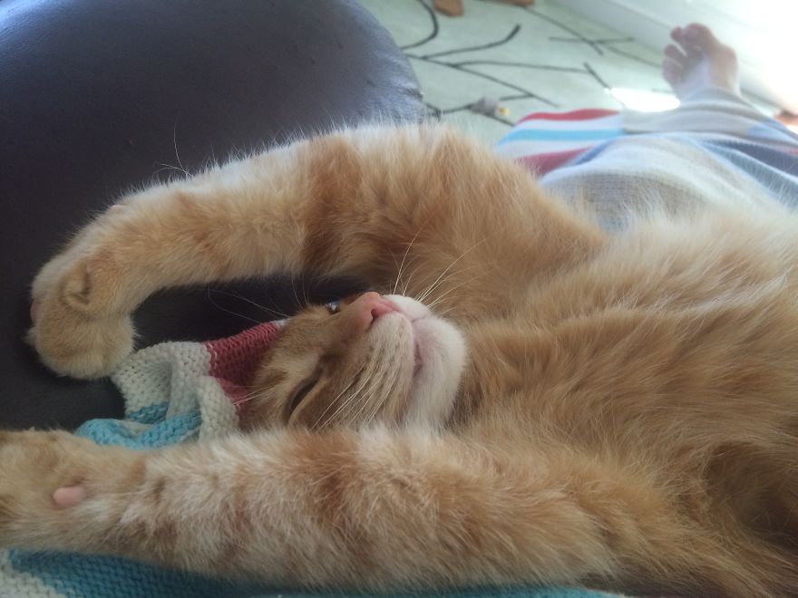 Barney's Tips For Surviving A Quarantine Or Be More Like A Cat...