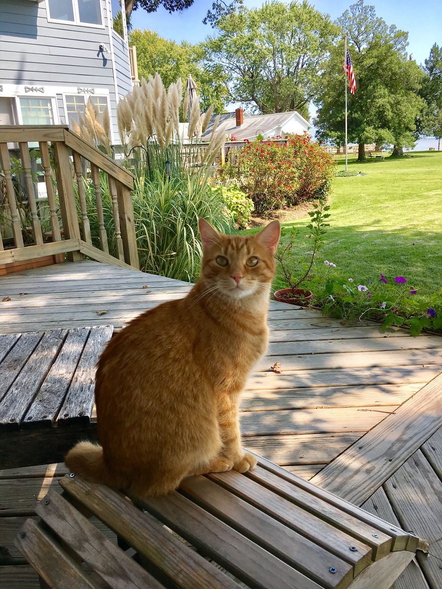 Barney's Tips For Surviving A Quarantine Or Be More Like A Cat...