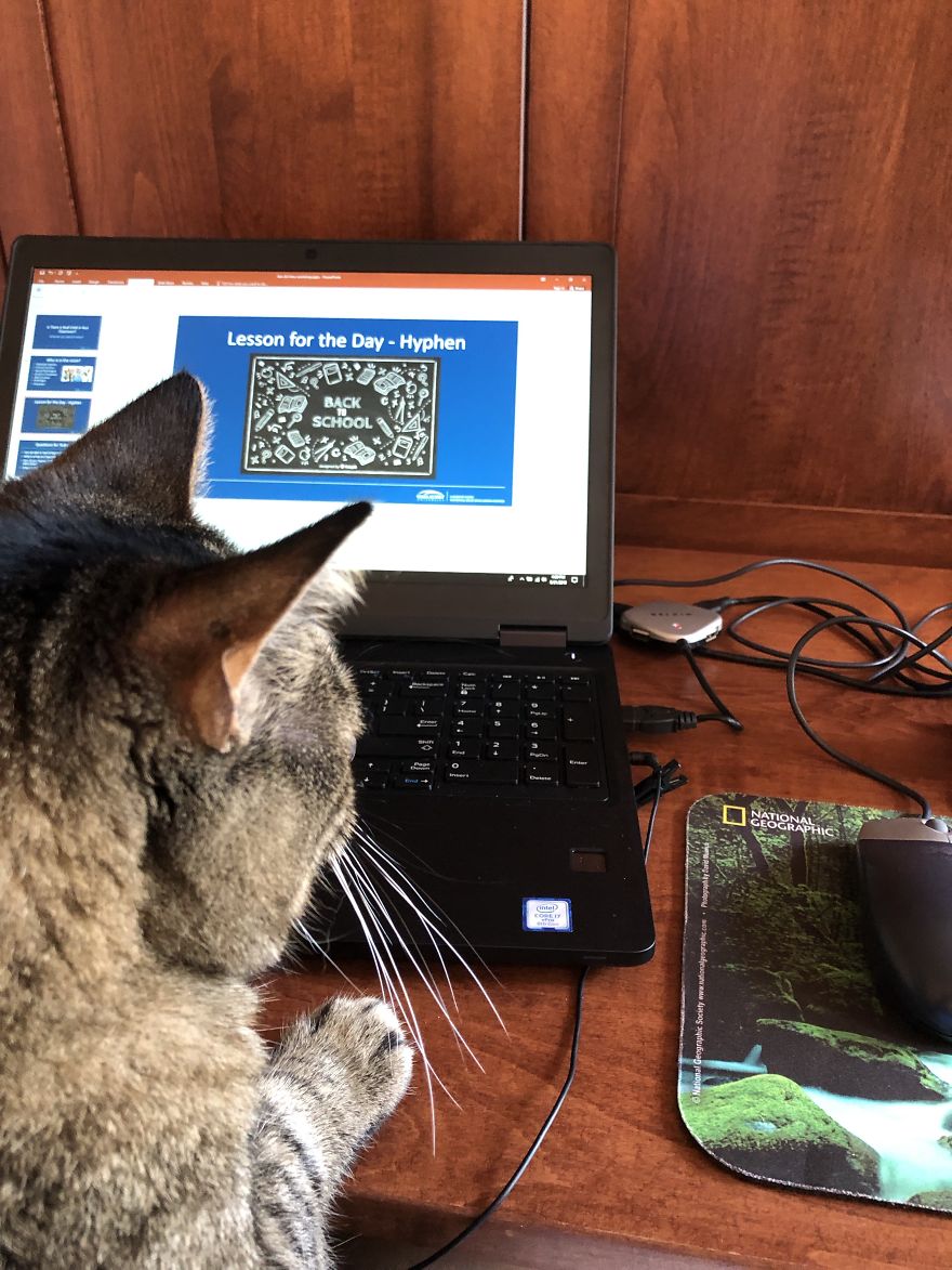 Barney's Tips For Surviving A Quarantine Or Be More Like A Cat...