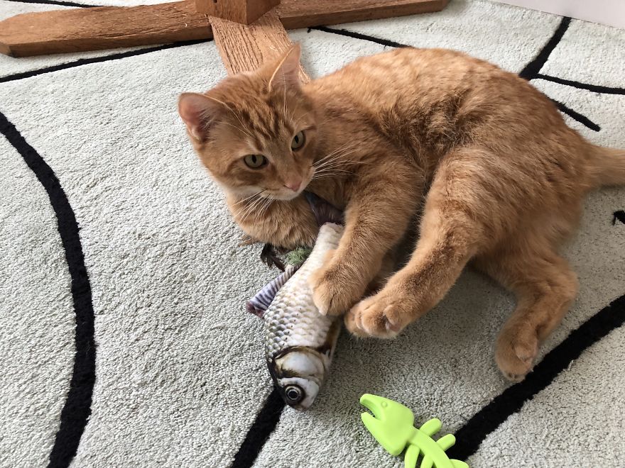 Barney's Tips For Surviving A Quarantine Or Be More Like A Cat... Barney's Tips For Surviving A Quarantine Or Be More Like A Cat...