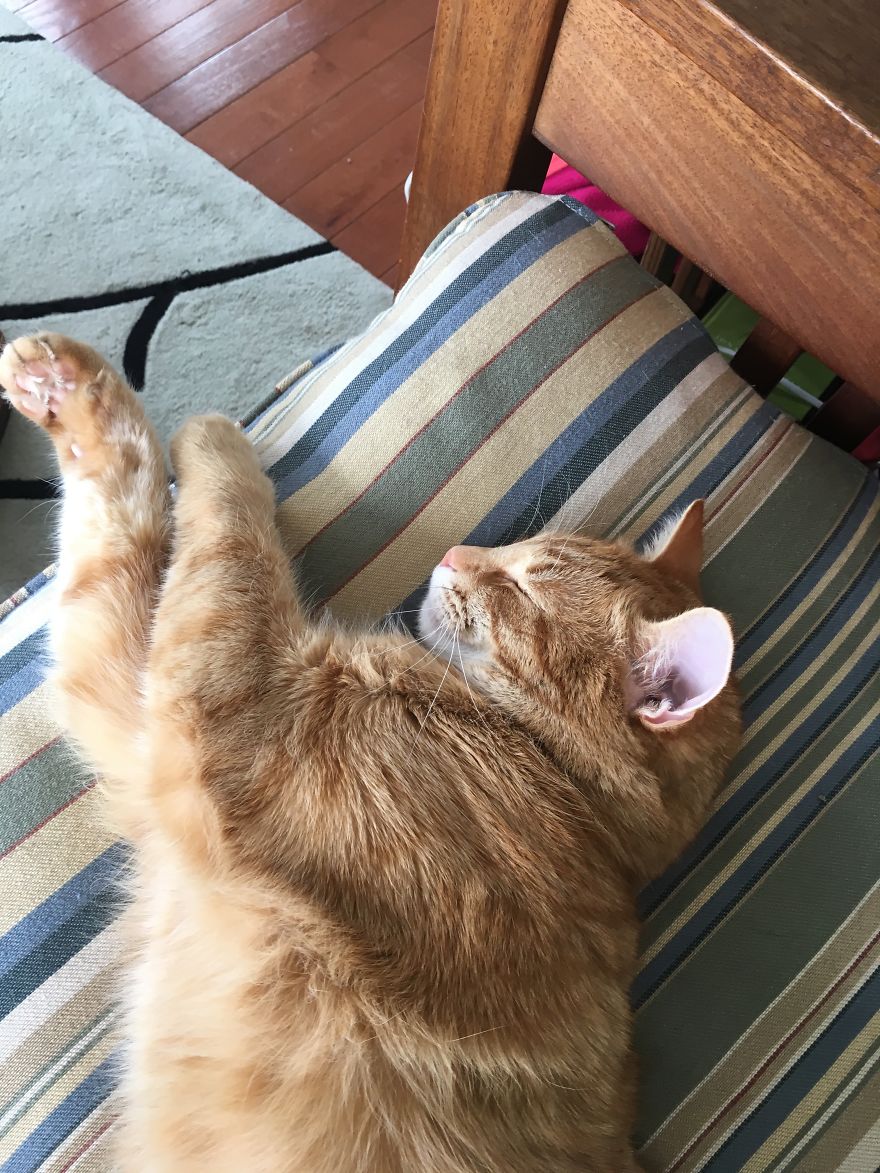 Barney's Tips For Surviving A Quarantine Or Be More Like A Cat...