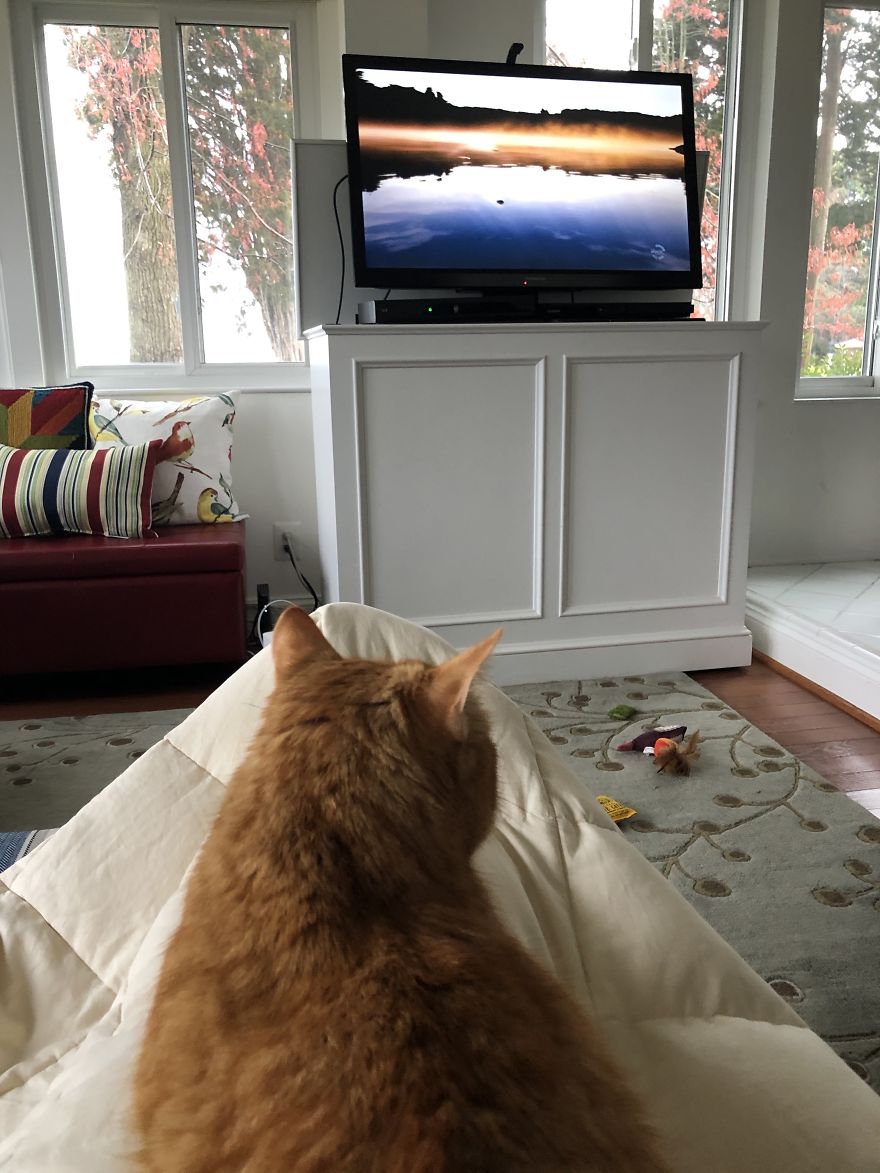 Barney's Tips For Surviving A Quarantine Or Be More Like A Cat...