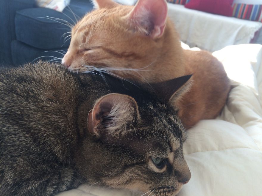 Barney's Tips For Surviving A Quarantine Or Be More Like A Cat... Barney's Tips For Surviving A Quarantine Or Be More Like A Cat...