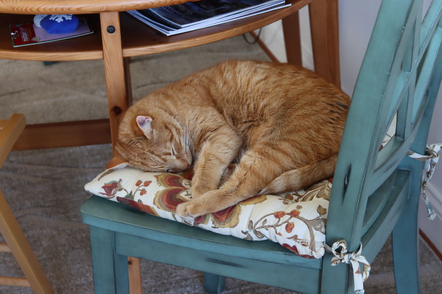 Barney's Tips For Surviving A Quarantine Or Be More Like A Cat... Barney's Tips For Surviving A Quarantine Or Be More Like A Cat...