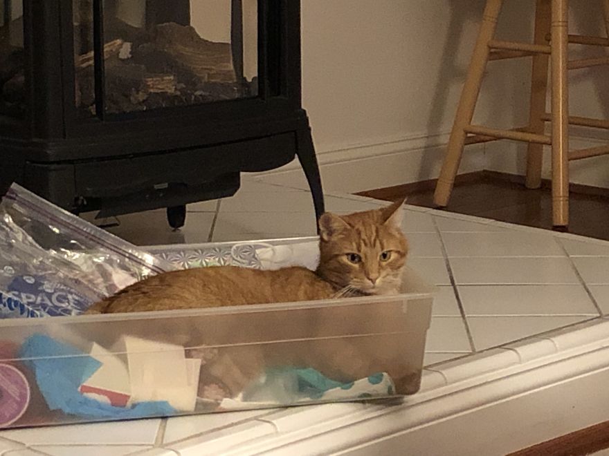 Barney's Tips For Surviving A Quarantine Or Be More Like A Cat... Barney's Tips For Surviving A Quarantine Or Be More Like A Cat...