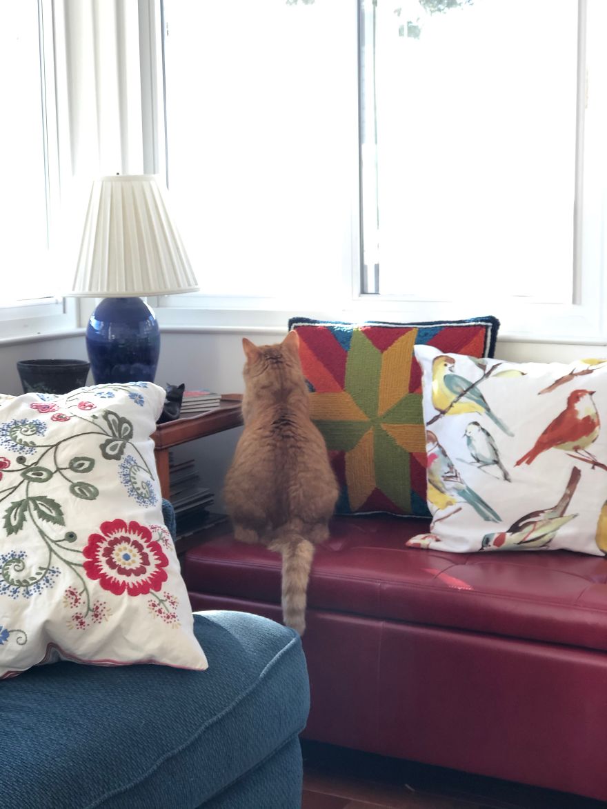 Barney's Tips For Surviving A Quarantine Or Be More Like A Cat...