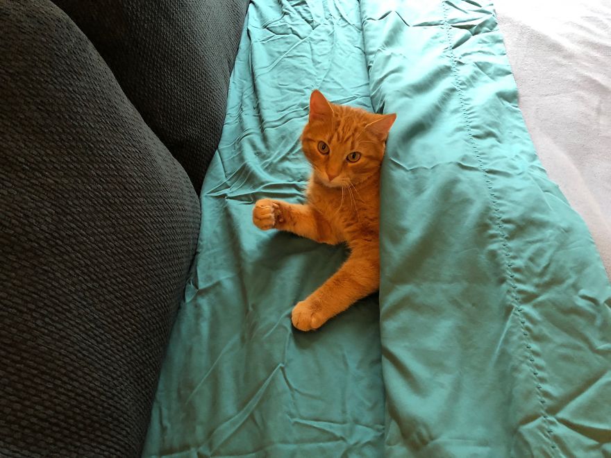 Barney's Tips For Surviving A Quarantine Or Be More Like A Cat...