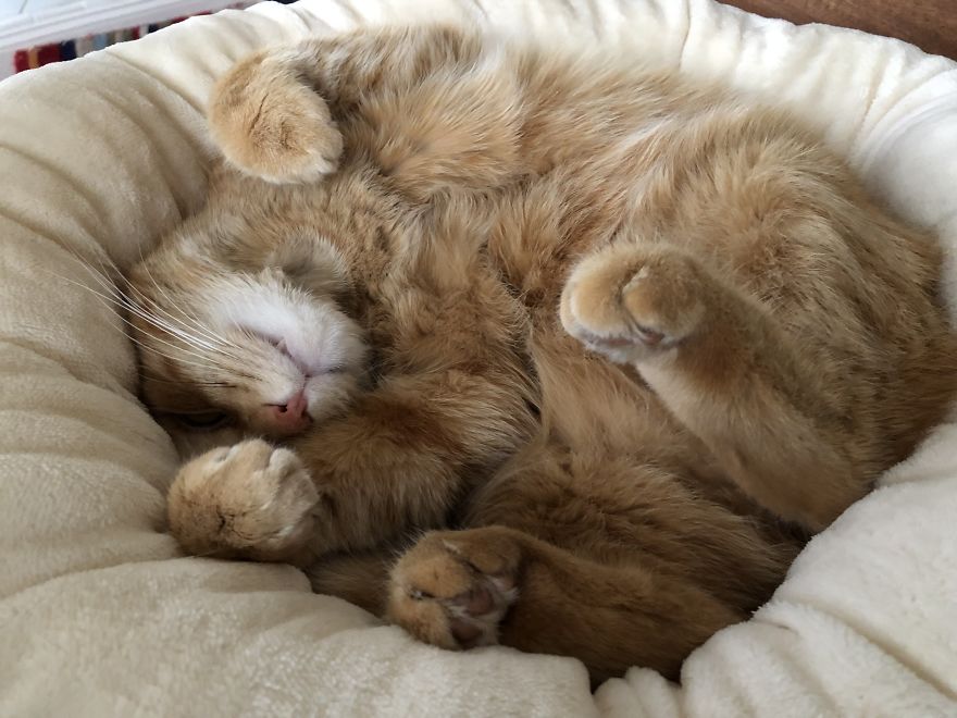 Barney's Tips For Surviving A Quarantine Or Be More Like A Cat...