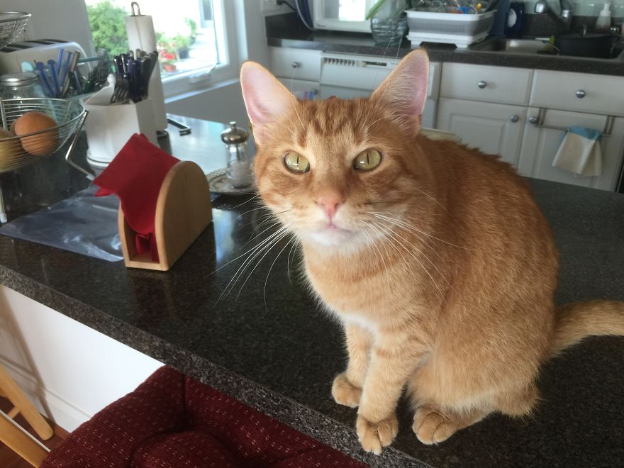 Barney's Tips For Surviving A Quarantine Or Be More Like A Cat...