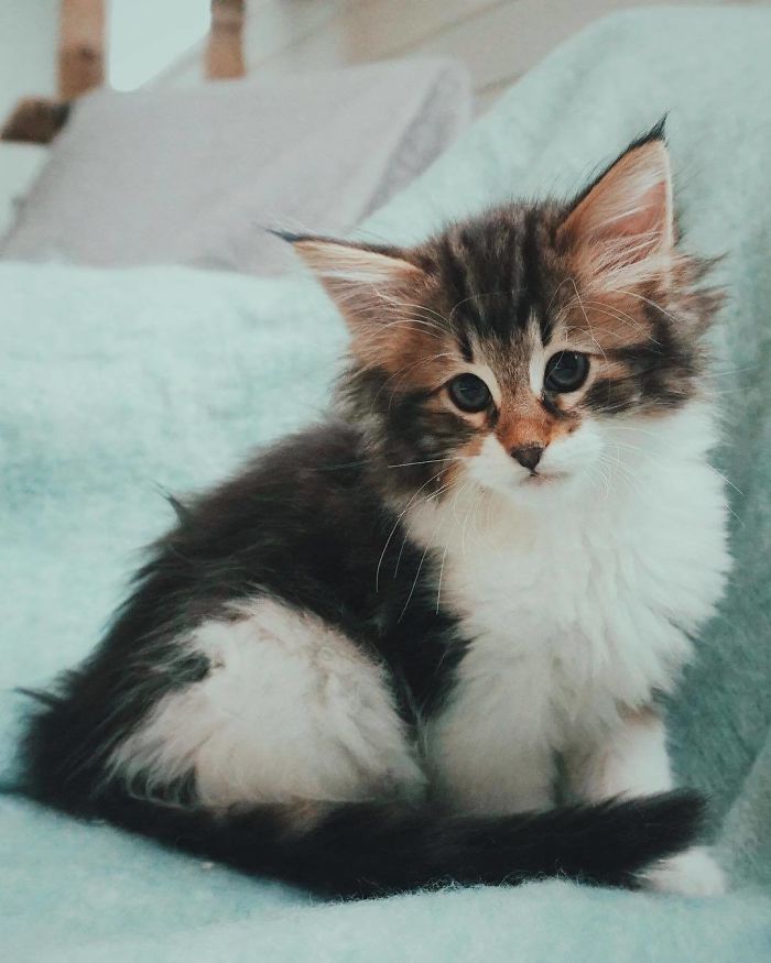 Owners Let Their Norwegian Forest Cat Roam Freely Outside, And He Looks Majestic (32 Pics) Owners Let Their Norwegian Forest Cat Roam Freely Outside, And He Looks Majestic (32 Pics)