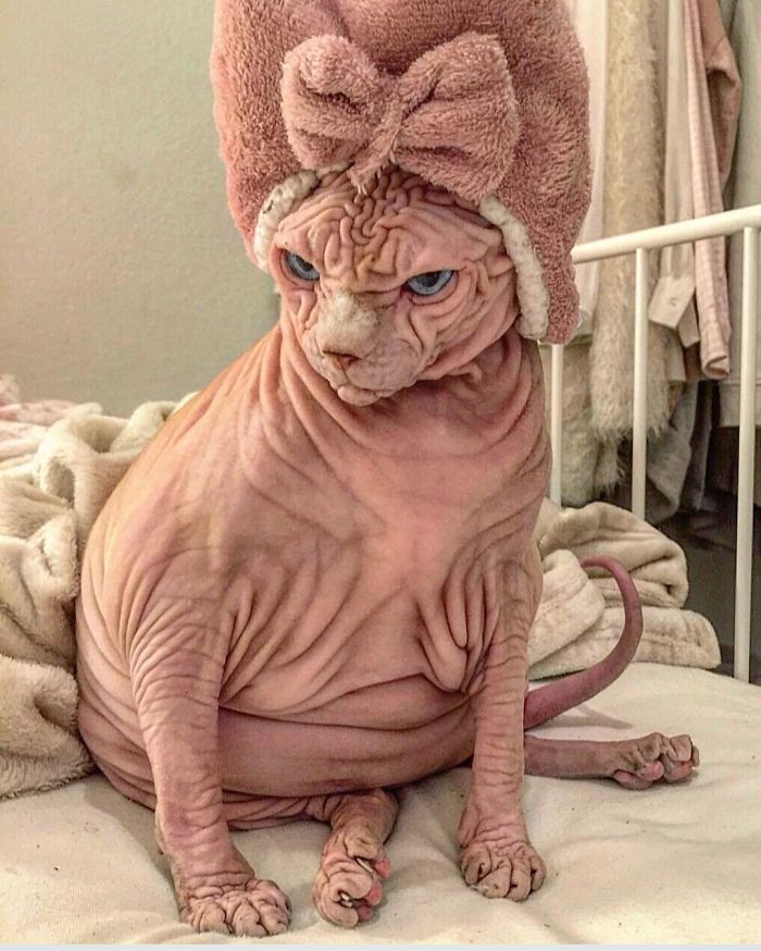 Hairless, Sinister-Looking Cat May Be Named The Scariest Feline In The Worl...