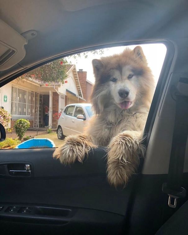 Welcome Back Hooman. Did You Remember To Buy My Tuna?