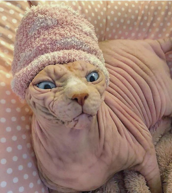 Hairless, Sinister-Looking Cat May Be Named The Scariest Feline In The World
