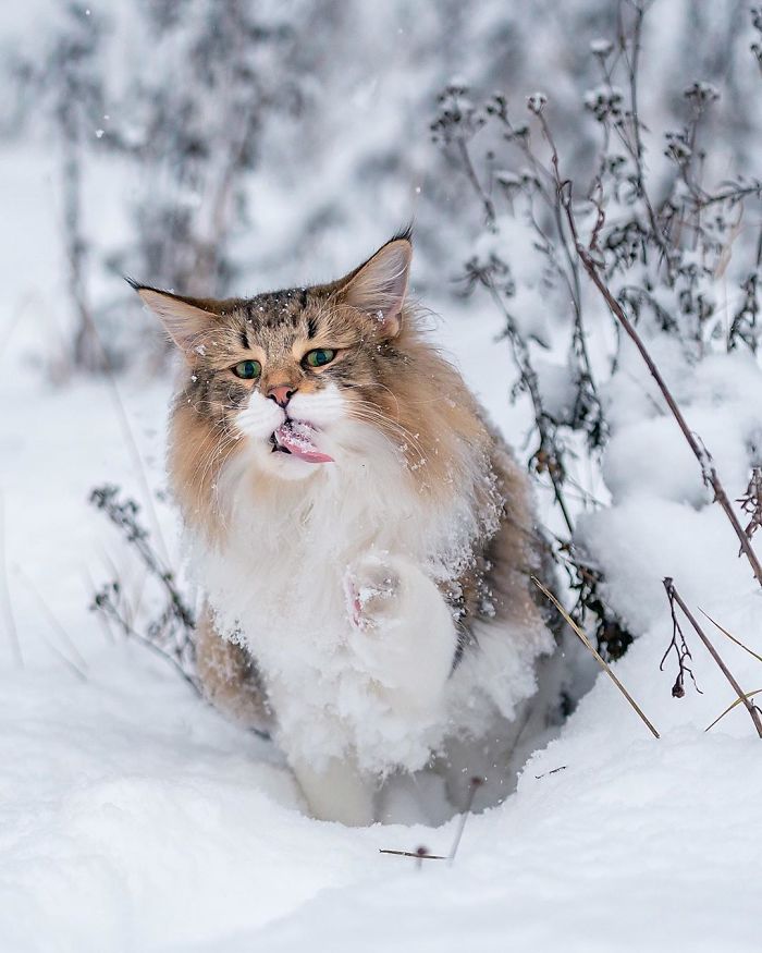 Owners Let Their Norwegian Forest Cat Roam Freely Outside, And He Looks Majestic (32 Pics)