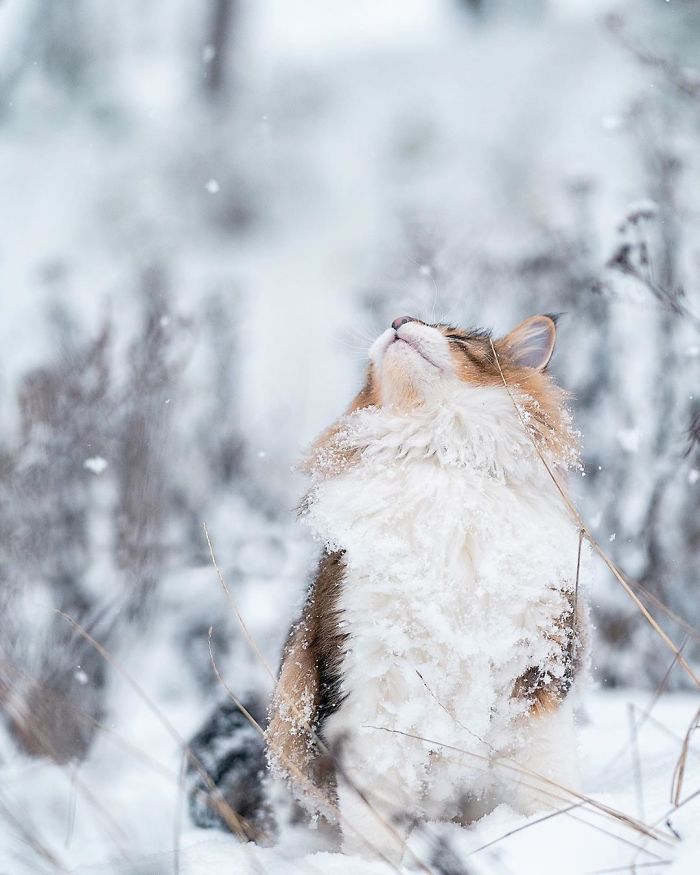 Owners Let Their Norwegian Forest Cat Roam Freely Outside, And He Looks Majestic (32 Pics) Owners Let Their Norwegian Forest Cat Roam Freely Outside, And He Looks Majestic (32 Pics)