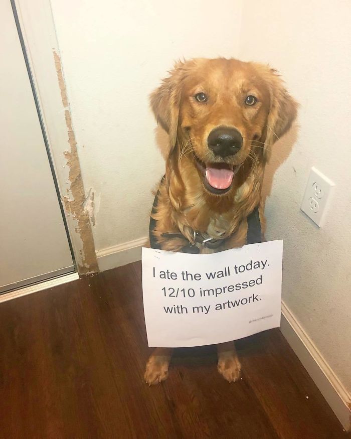 Pawblo Pupcasso Is Back