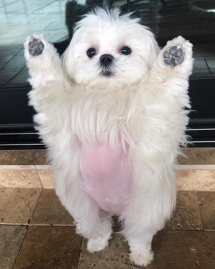 Standing-Maltese-Dog-Coco