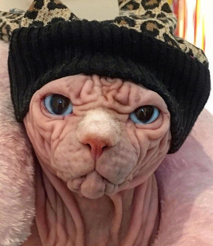 Hairless, Sinister-Looking Cat May Be Named The Scariest Feline In The World