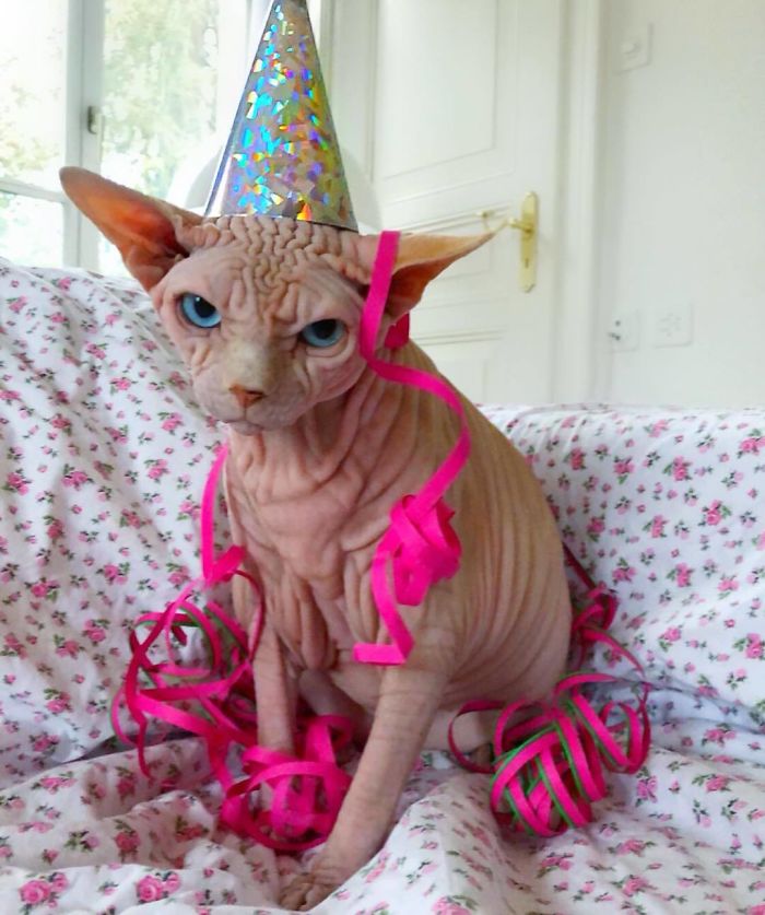 Hairless, Sinister-Looking Cat May Be Named The Scariest Feline In The World
