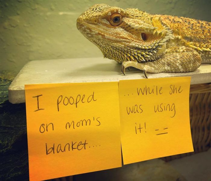 This Naughty Bearded Dragon