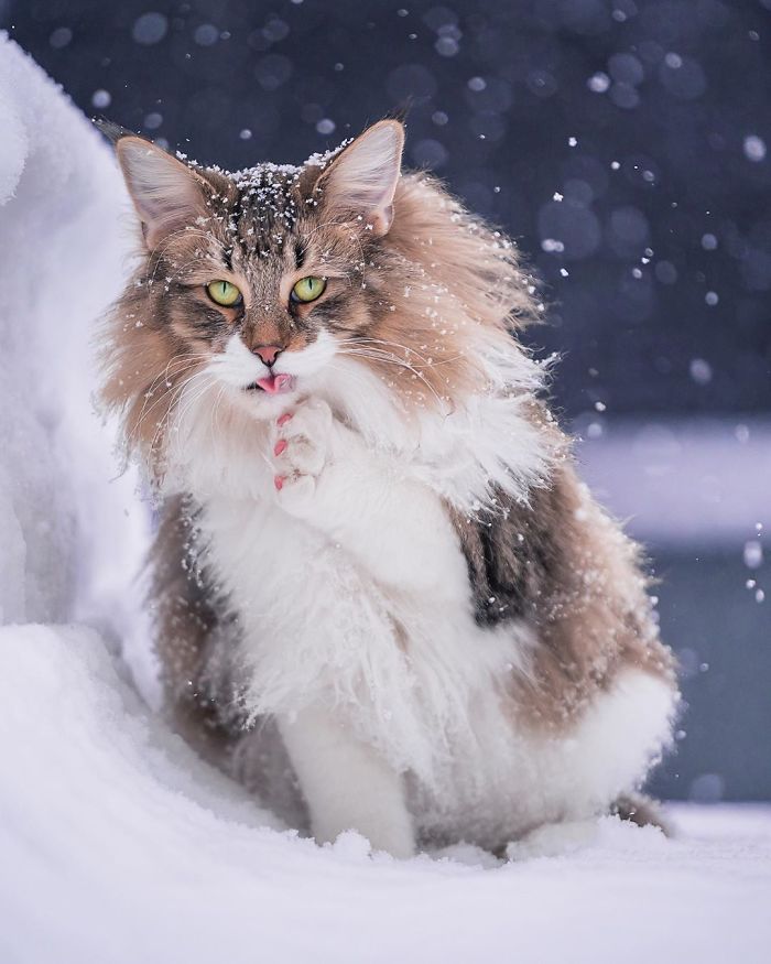 Owners Let Their Norwegian Forest Cat Roam Freely Outside, And He Looks Majestic (32 Pics) Owners Let Their Norwegian Forest Cat Roam Freely Outside, And He Looks Majestic (32 Pics)
