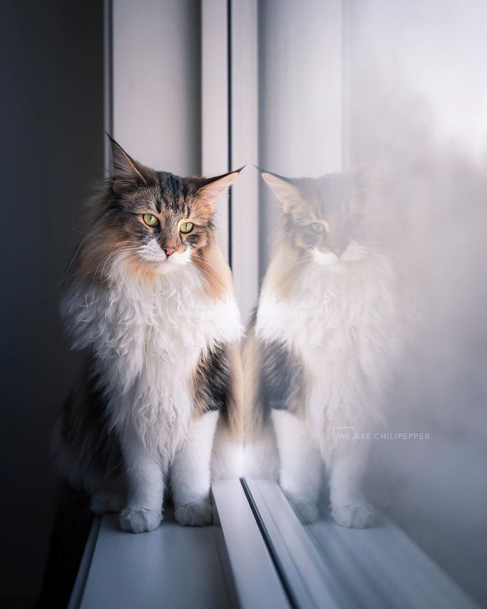 Owners Let Their Norwegian Forest Cat Roam Freely Outside, And He Looks Majestic (32 Pics) Owners Let Their Norwegian Forest Cat Roam Freely Outside, And He Looks Majestic (32 Pics)