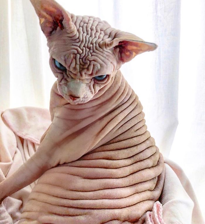 Hairless, Sinister-Looking Cat May Be Named The Scariest Feline In The Worl...