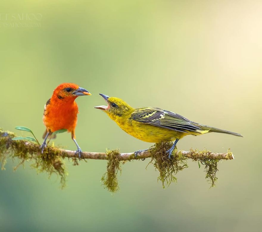 Flame Colored Tanager