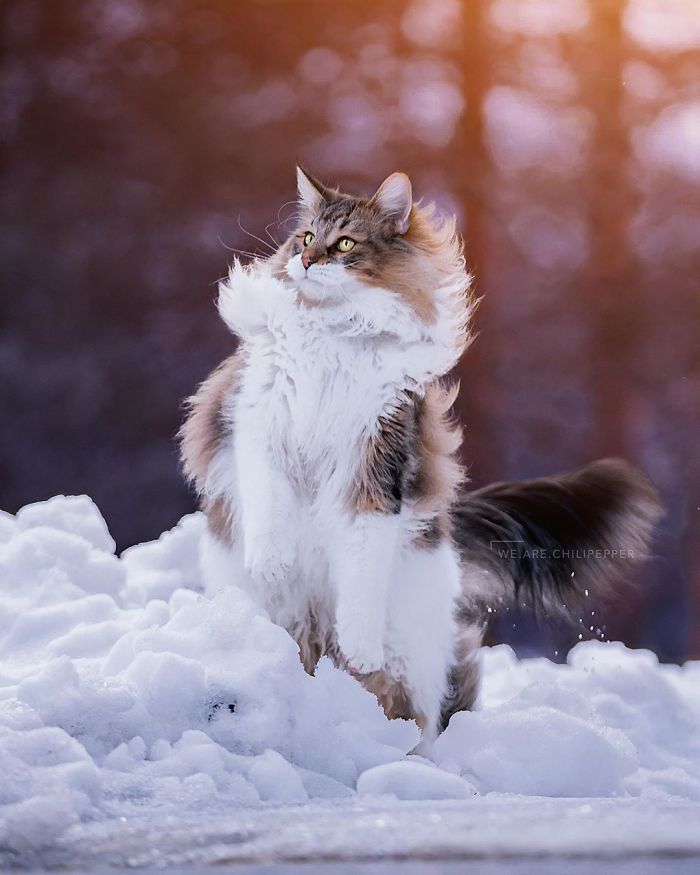 Owners Let Their Norwegian Forest Cat Roam Freely Outside, And He Looks Majestic (32 Pics) Owners Let Their Norwegian Forest Cat Roam Freely Outside, And He Looks Majestic (32 Pics)