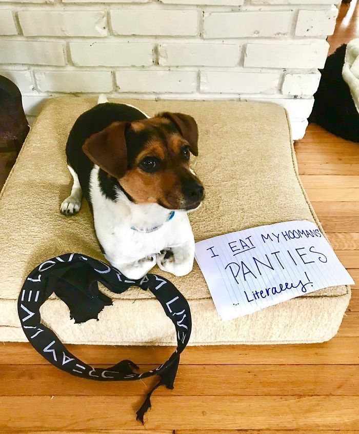 I Like To Shred, Chew The Crotches Out Of Panties, And Then Proceed To Eat Them. I Have Already Eaten 5 Pairs. My Hooman Tries To Hide Them From Me But I Chewed A Hole In The Hamper And Hit The Jackpot