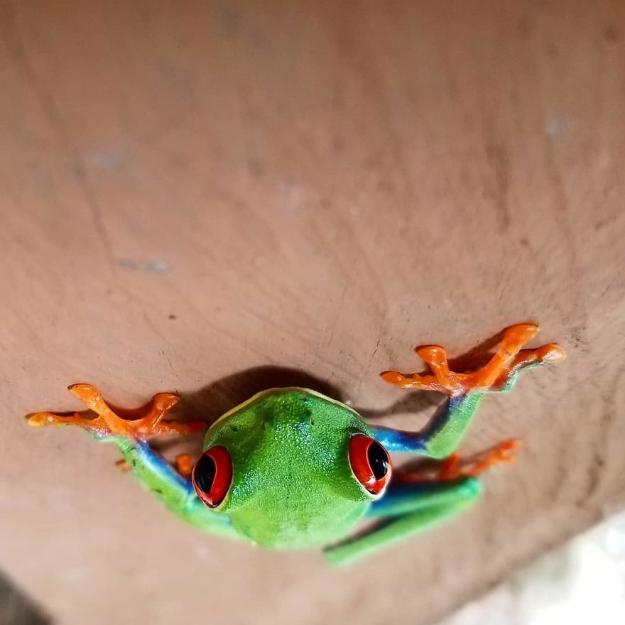 Red Eyed Tree Frog