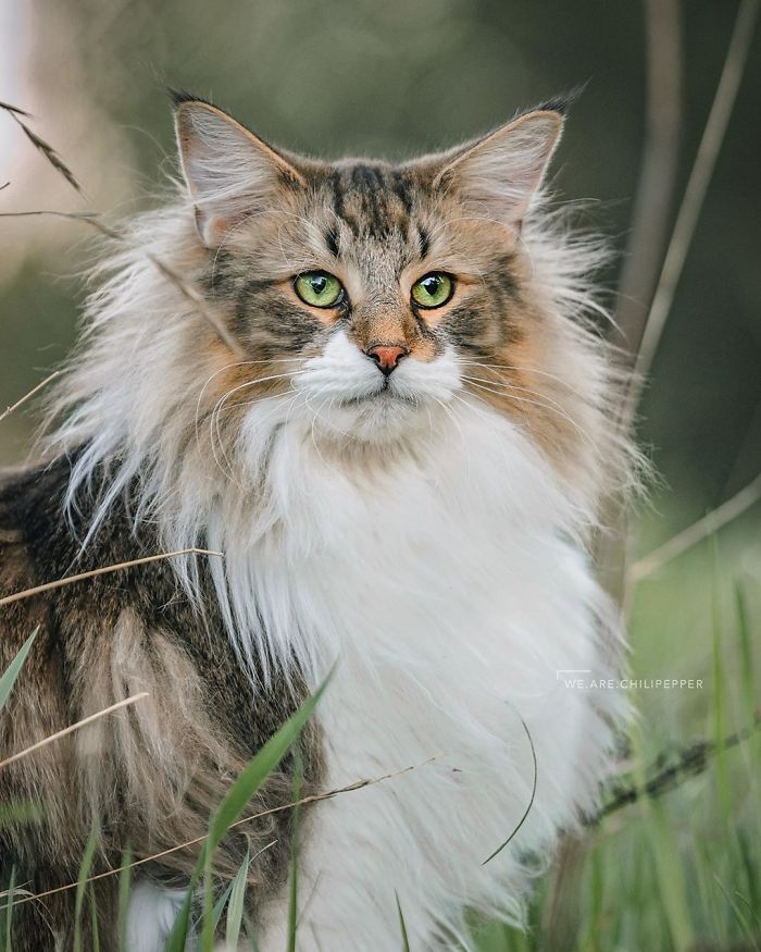 Owners Let Their Norwegian Forest Cat Roam Freely Outside, And He Looks Majestic (32 Pics)