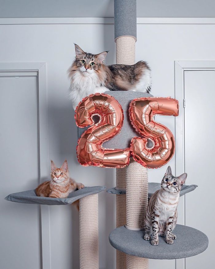 Owners Let Their Norwegian Forest Cat Roam Freely Outside, And He Looks Majestic (32 Pics)