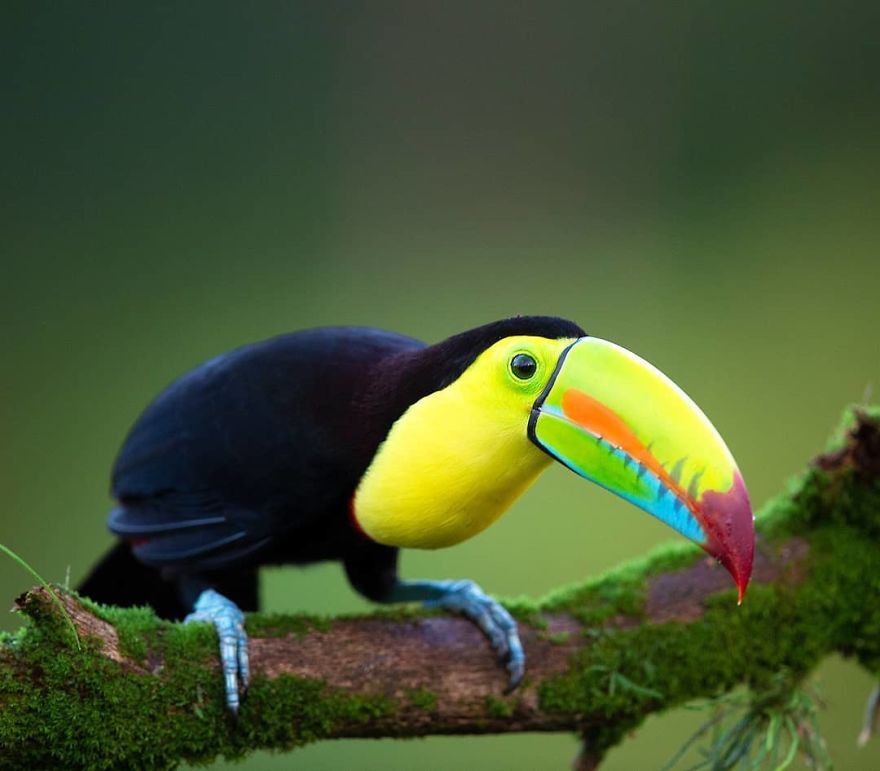 Keel Billed Toucan