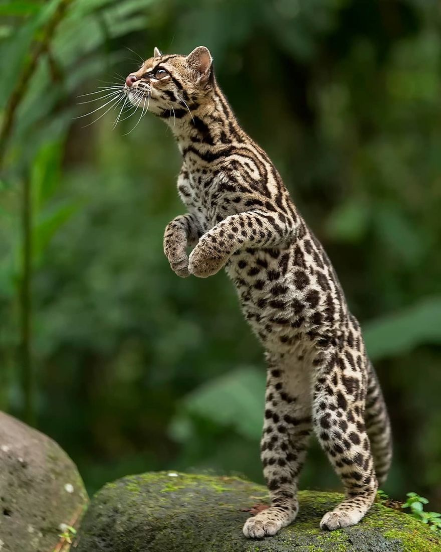 Margay