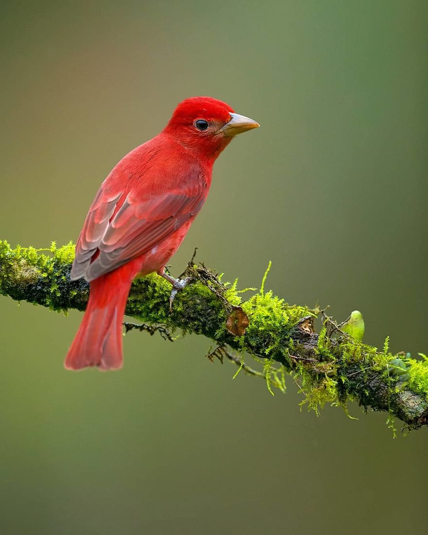 Summer Tanager